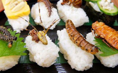 Food and Nutrition: Bugs You Can Eat